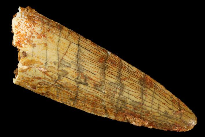 Cretaceous Fossil Crocodile Tooth - Morocco #185388